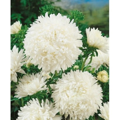 Aster peoniowy biały