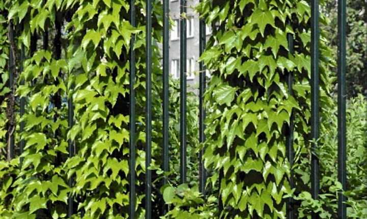 Encyklopedia roślin: Dachowkowato ulozone liscie winobluszczu trojklapo