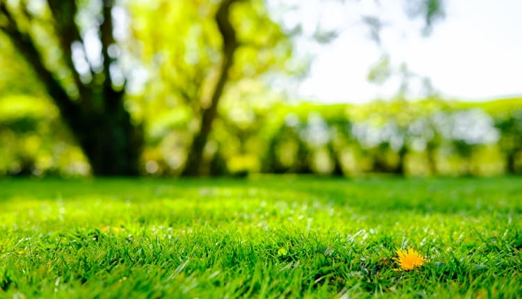 Zakładanie trawnika