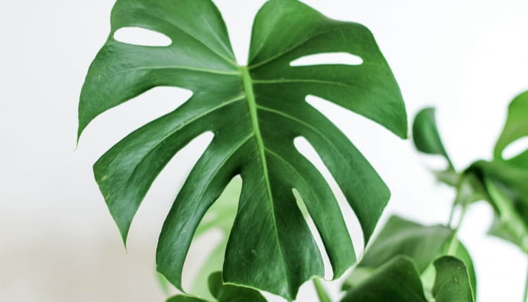 monstera