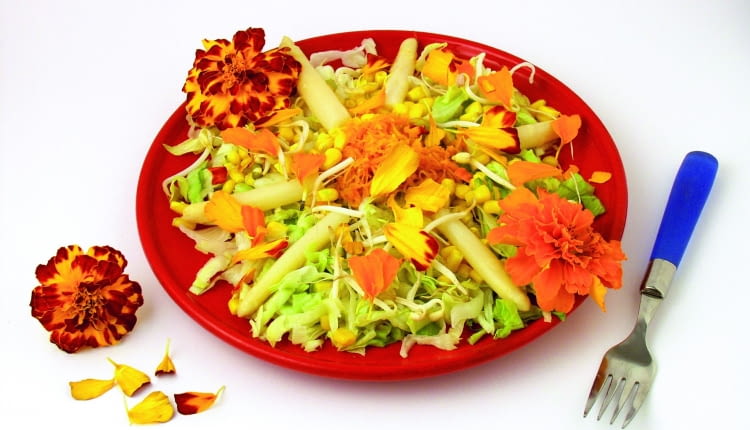 5A3GCR4 Marigolds salad Tagetes hybr. Recipe available