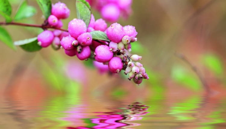 Owoce śnieguliczki Doorenbosa o średnicy do 1 cm dojrzewają jesienią. Ale uwaga: są trujące!
