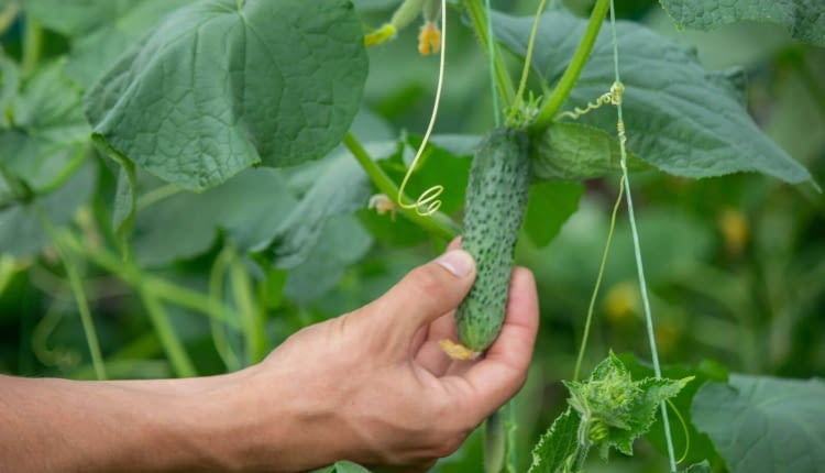 jesienny zbiór ogróków