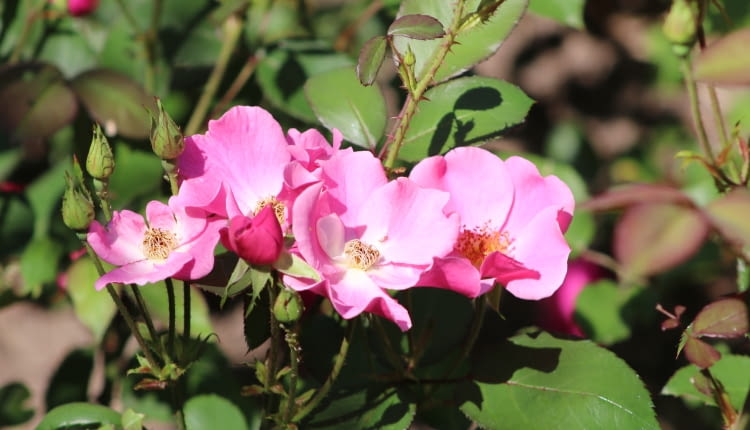 Róża 'Betty Prior'