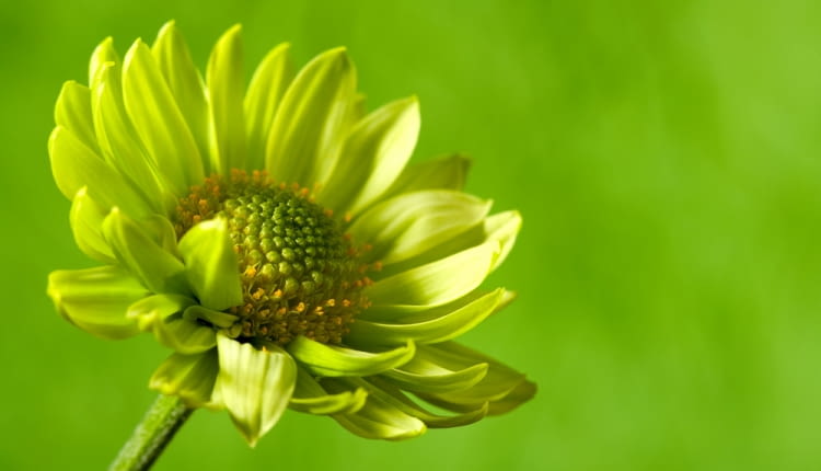 Wybieramy piękne kwiaty wiosenne na rabatę w kolorze zielonym - siew, stanowisko, rozmnażanie