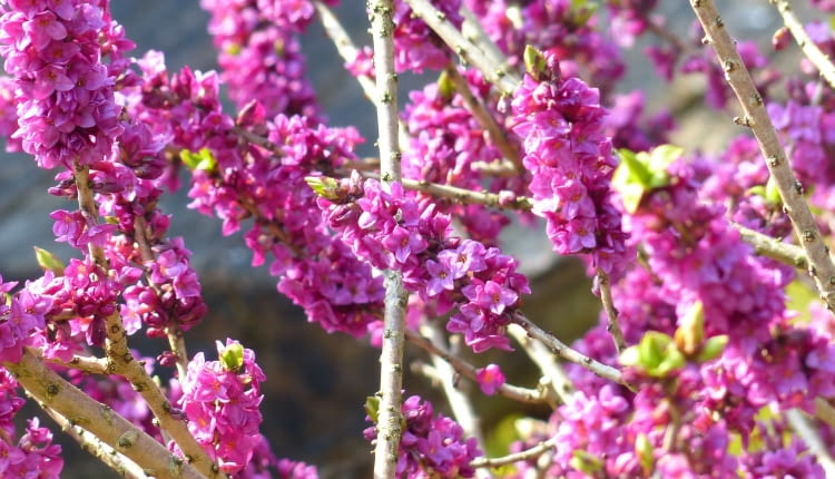 Wawrzynek wilczełyko