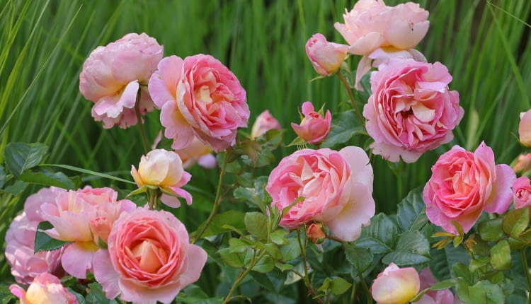 Róża ‘Wisława Szymborska©’ syn. ‘Dornburger Schlossrose’,