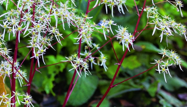 Kwiaty skalnicy zarzyczkolistnej są atrakcją jesiennego ogrodu. Roślina jednak ma mało czasu na przygotowanie się do zimy. Wczesny mróz może jej zaszkodzić.