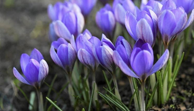 Wczesne krokusy