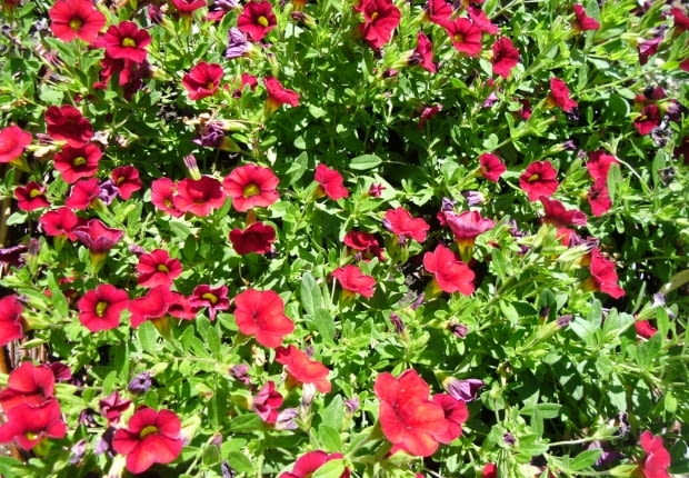 Calibrachoa to kuzynka petunii i surfinii. Ma mnóstwo małych dzwoneczków. Jest wytrzymała na trudne warunki
