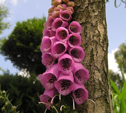 naparstnica