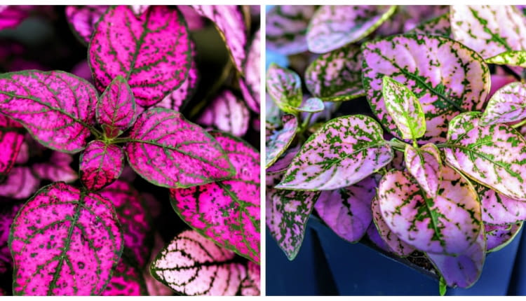 Niedośpiany występują w kilku barwnych odmianach.