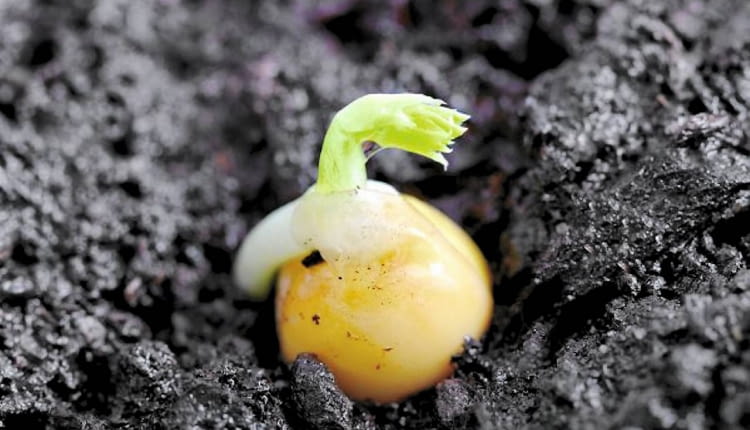 Nasiona groszku kiełkują już w temperaturze -2 st. C. Przysłowie mówi: Na świętego Marka (25 IV) groch wyrasta z ziarnka