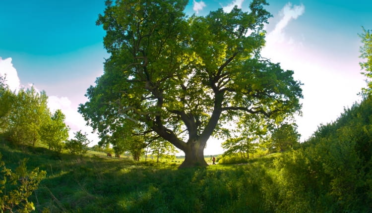Dąb Słowianin - Drzewo Roku