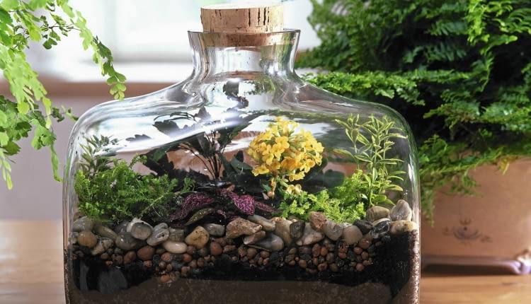 FLASCHENGARTEN: SELAGINELLA, KALANCHOE, FITTONIA, EUONYMUS SLOWA KLUCZOWE: quer ZZZ GAP 000 ganzj hrig Fr´hling Sommer Herbst Winter Ostseite Westseite Zimmerpflanzen innen Flaschengarten Flasche klein Selaginella Kalanchoe Fittonia Euonymus Topf Bl´hpflanzen