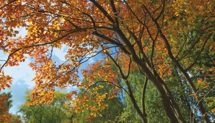 JESIENNY WDZIĘK świdośliwy Lamarcka tworzą listki w odcieniach miedzi i złota.