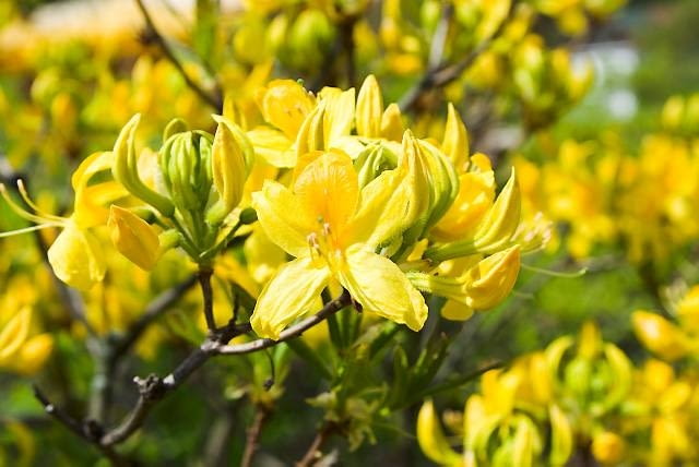 Azalia pontyjska dorasta do 1,5 m wysokości. W maju złoci się od licznych silnie pachnących kwiatów