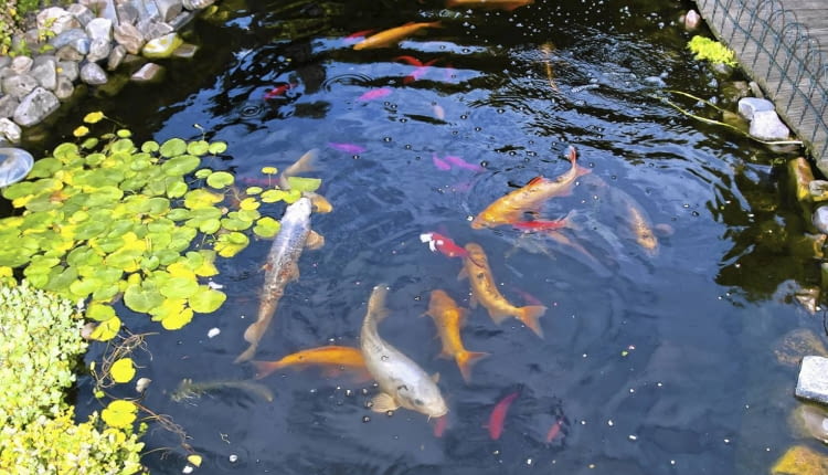 Ryby Gdy temperatura spadnie poniżej 8°C, przestajemy je karmić. Egzotyczne gatunki i ryby z płytkiego oczka odławiamy. Te, które zostają w zbiorniku, na zimę zapadają w sen.