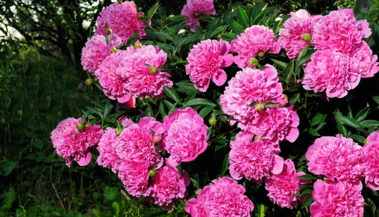 piwonie, peonie, długowieczne byliny