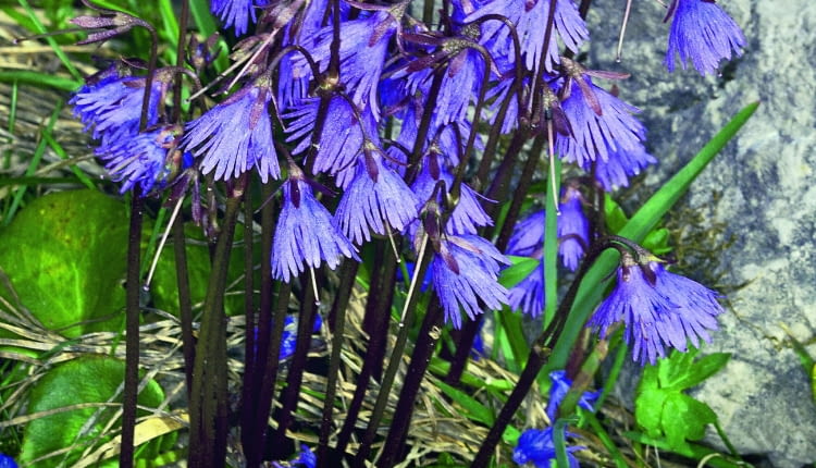 Urdzik alpejski (Soldanella alpina) rozwija kwiaty w kwietniu i w maju. Osiąga wówczas wysokość 10-15 cm.