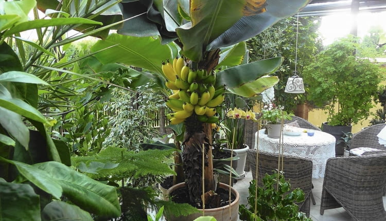 U banana karłowego kwiatostan najpierw rośnie w górę, potem zwisa. Kwiaty żeńskie bez zapylenia szybko zamieniają się w smaczne owoce. Na zdjęciu okaz naszej czytelniczki, pani Anny Janosz z Pszczyny. Tak wyglądał 2 lata temu.