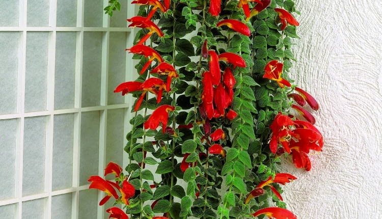 Kolumnea okazała tworzy pędy o długości 80-90 cm. Jej liście są owłosione, a czerwono-żółte kwiaty dorastają do 8 cm. Ten okaz umieszczono na ścianie w koszu.