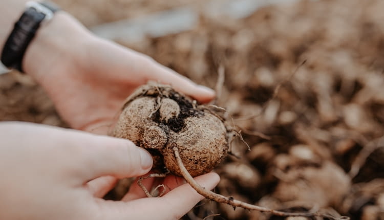 Cebula sadozna w kwietniu