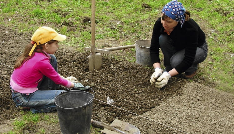 Zakładanie grządek rozpoczynamy gdy ziemia ogrzeje się i obeschnie, czyli gdy już nie klei się do butów. Jak najszybciej wyrównujemy jej powierzchnię, by ograniczyć utratę wilgoci. Następnie rozsypujemy nawozy i kompost,motyczymy, grabimy, rozbijamy duże grudki ziemi i wyznaczamy grządki.