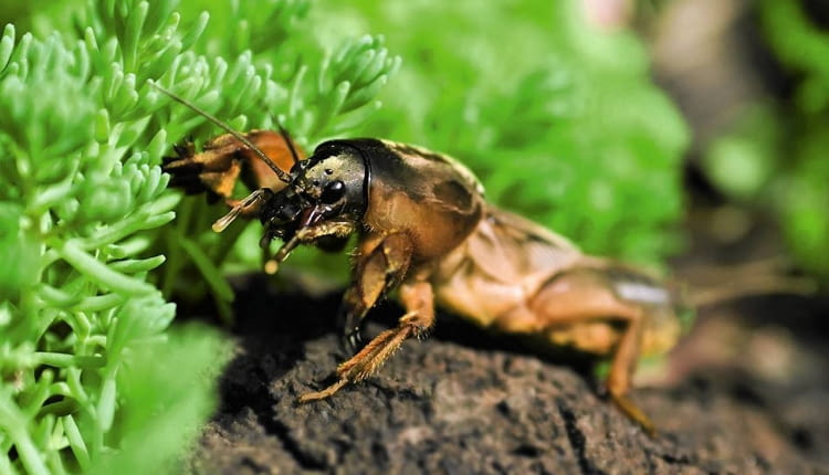 Turkuć podjadek jest dużym owadem. Jego ciało osiąga długość ok. 6 cm