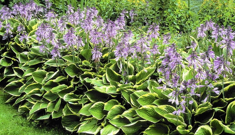 B6PKDM Hosta fortunei Aureomarginata in flower SLOWA KLUCZOWE: Hosta fortunei Aureomarginata flower July summer Hosta fortunei Aureomarginata flower July summer leaf foliage perennial shade woodland variegated green yellow flower lilac violet garden plant plantain lily leaves blooms blossoms flowers Hosta fortunei Aureomarginata flower July summer leaf foliage perennial shade woodland variegated green yellow flower lilac violet garden plant