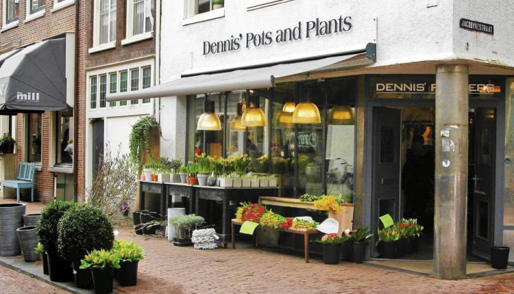 HOLANDIA , HAARLEM , KWIACIARNIA - KWIATY CEBULOWE DONICZKOWE I CIENTE DEKORUJA WYSTAWE KWIACIARNI OD STRONY ULICY FOT. AGNIESZKA ZAKRZEWSKA PUBLIKACJA BUKIETY NR 1 (56) - WIOSNA 2012 SLOWA KLUCZOWE: KWIAT ROSLINA OGRODNICTWO ULICA HANDEL ZDJĘCIE DO WKŁADKI: PUBLIKACJA BUKIETY NR 1 (56) - CZASOPISMA