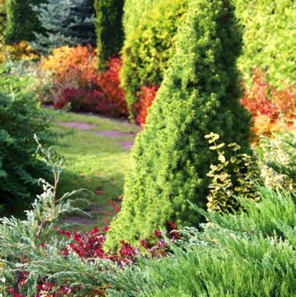 Zdeformowany, przekrzywiony iglak