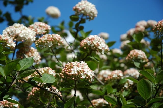 Kalina angielska (Viburnum ×carlcephalum).