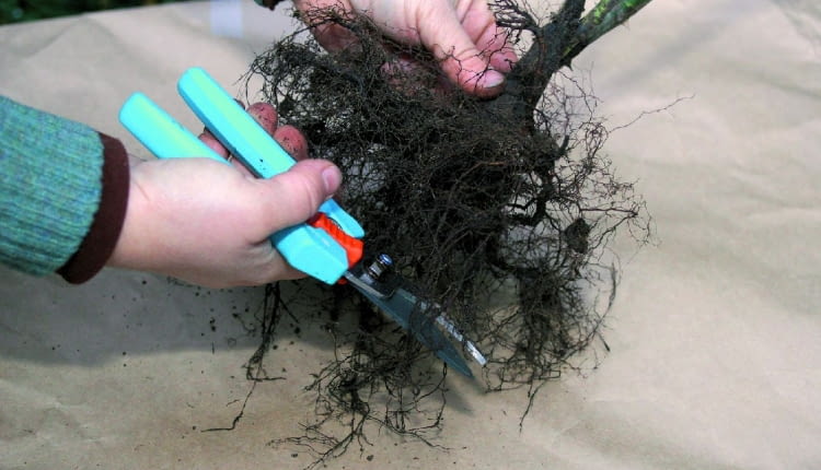Jesienią w sprzedaży są sadzonki szczepionych odmian róż z tzw. gołym korzeniem, dobrej jakości, a przy tym tanie. Można je sadzić od końca września aż do pierwszego mrozu. Korzenie takiej róży jak najszybciej po zakupie wstawiamy do wody na 3-5 godziny i ustawiamy w cieniu. Następnie przycinamy jej wierzchołki, aby pobudzić roślinę do wzrostu.