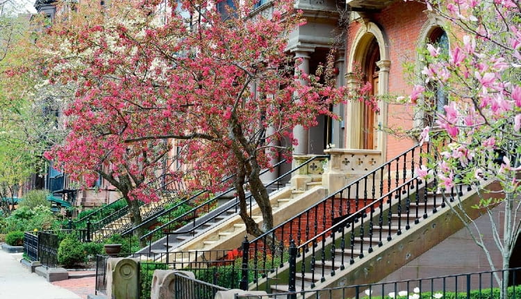 Boston, jedno z większych miast Stanów Zjednoczonych, wręcz tonie w zieleni. A za najbardziej eleganckie uchodzą dzielnice z ulicami obsadzonymi mnóstwem kwitnących drzew.