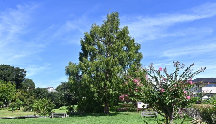 Metasekwoja chińska