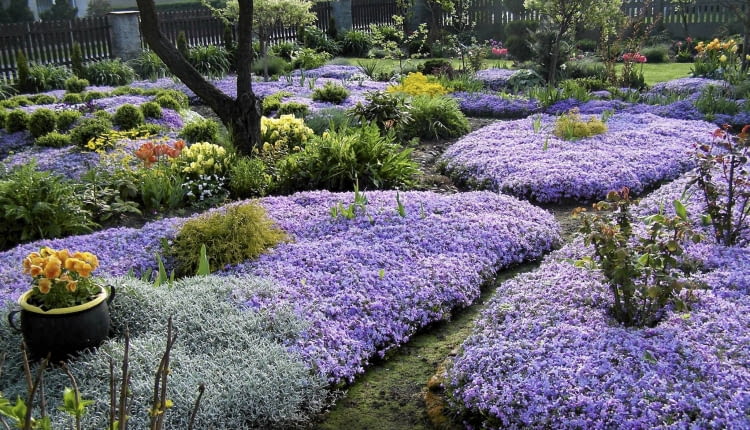 Wiosną ogródek pokrywają dywany kwitnących na liliowo floksów szydlastych.