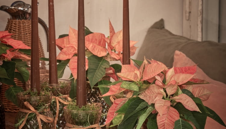 Adwentowa magia w słoiku