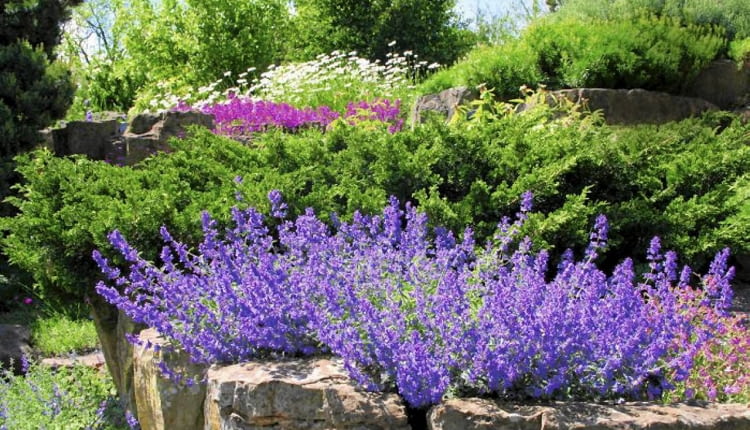 Kocimiętka i inne kwiaty kwitnące całe lato