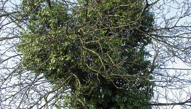 ROSLINY DRZEWA PNACZA BLUSZCZ HEDERA HELIX FOT. WIESLAW GAWRYS PUBLIKACJA KWIETNIK NR 10 (154) - 10 2007 SLOWA KLUCZOWE: ROSLINY DRZEWA ZDJĘCIE DO WKŁADKI: PUBLIKACJA KWIETNIK NR 10 (154) - CZASOPISMA