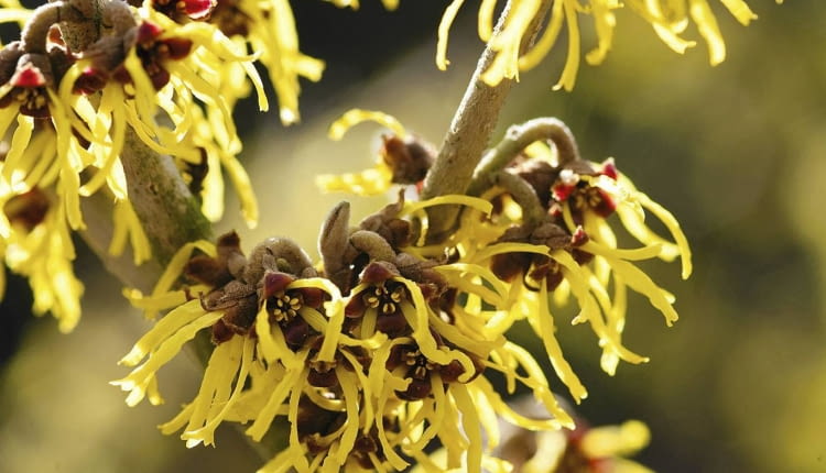 HAMAMELIS 'WESTERSTEDE' SLOWA KLUCZOWE: Baum Hamamelis Hamamelisgewâ °chs Pflanze Winter Zaubernuss Zaubernussgewaechse Zaubernussgewâ °chse blÂ´hend gelb