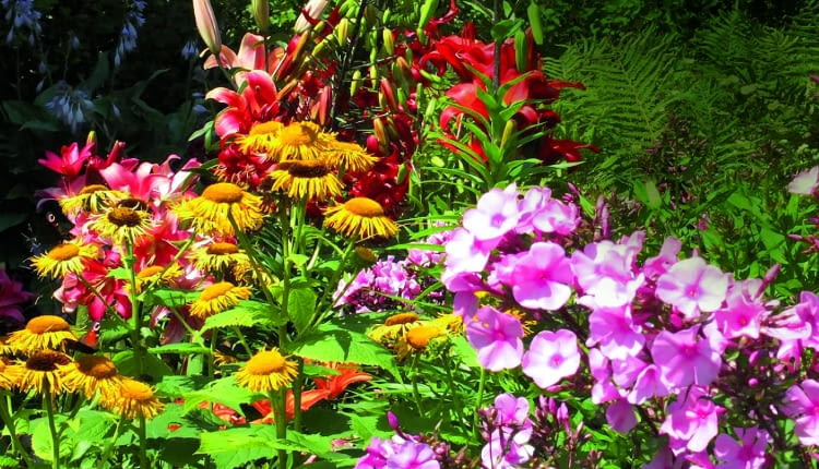 Kolorystyczne kompozycje na rabatach godne największych mistrzów pedzla: tu omany, lilie i floksy.