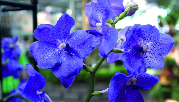 Storczyki dla każdego - wanda. Kwiaty doniczkowe