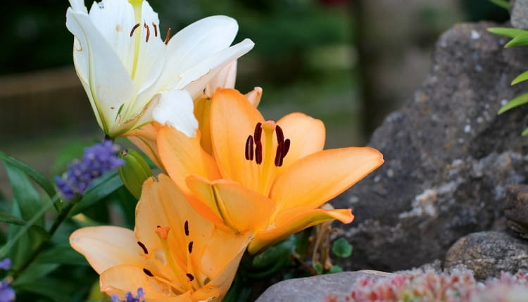 Lilia mieszańcowa 'Salmon Classic'