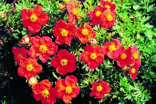 Potentilla fruiticosa