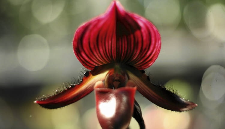 20.02.2009 WARSZAWA - BUW - WYSTAWA STORCZYKOW " ORCHIDEA 2008 " N/Z PAPHIOPEDILUM MAUDIAE VINICOLOR FOT. ALINA GAJDAMOWICZ / AGENCJA GAZETA PUBLIKACJA CZTERY KATY NR 12 (230) - 12 2010 SLOWA KLUCZOWE: KWIATY ROSLINY STORCZYKI WYSTAWY