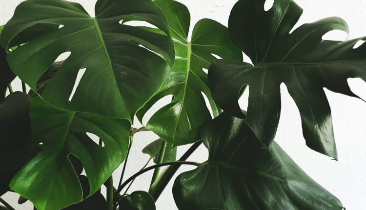 monstera