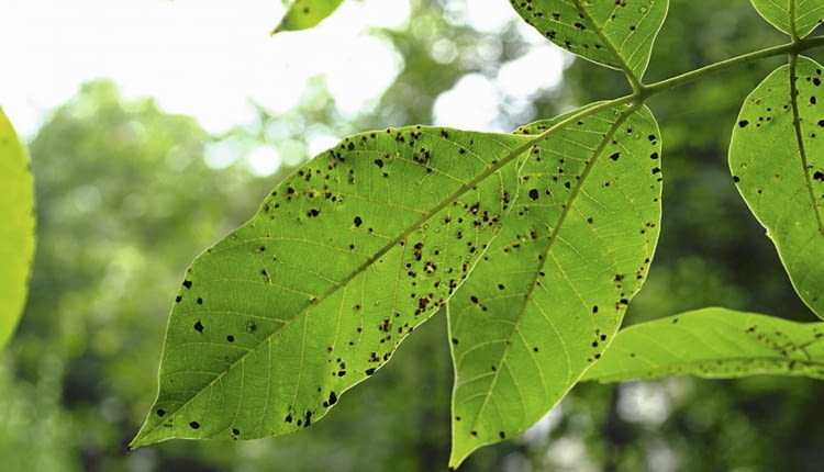 Antraknoza orzecha włoskiego