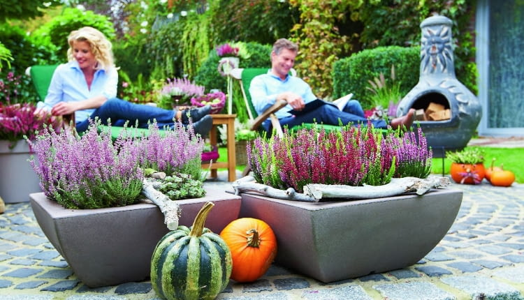 Wrzosy najokazalej wyglądają posadzone w grupie. Tworzą wtedy mocny barwny akcent.
