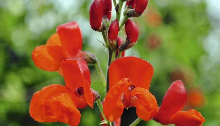 fasola wielokwiatowa w gronie może mieć ponad 20 kwiatków, górny ich płatek to tzw. żagielek, boczne tworzą 'łódeczkę'.